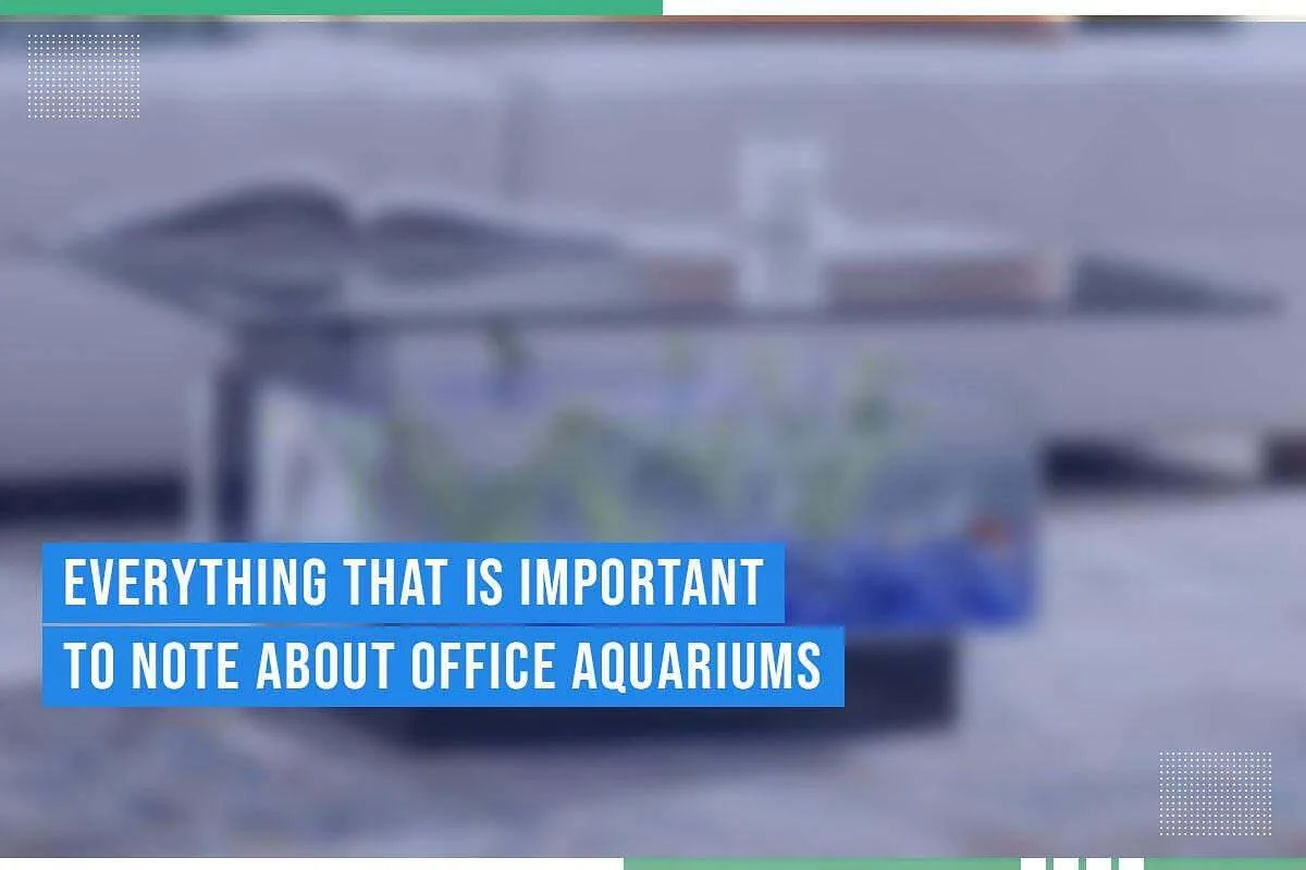 Everything That Is Important To Note About Office Aquariums