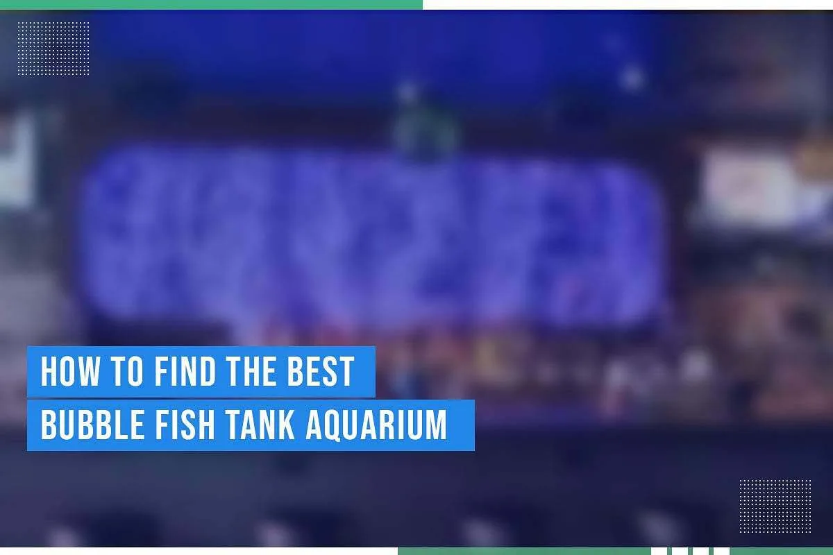 How To Find The Best Bubble Fish Tank Aquarium