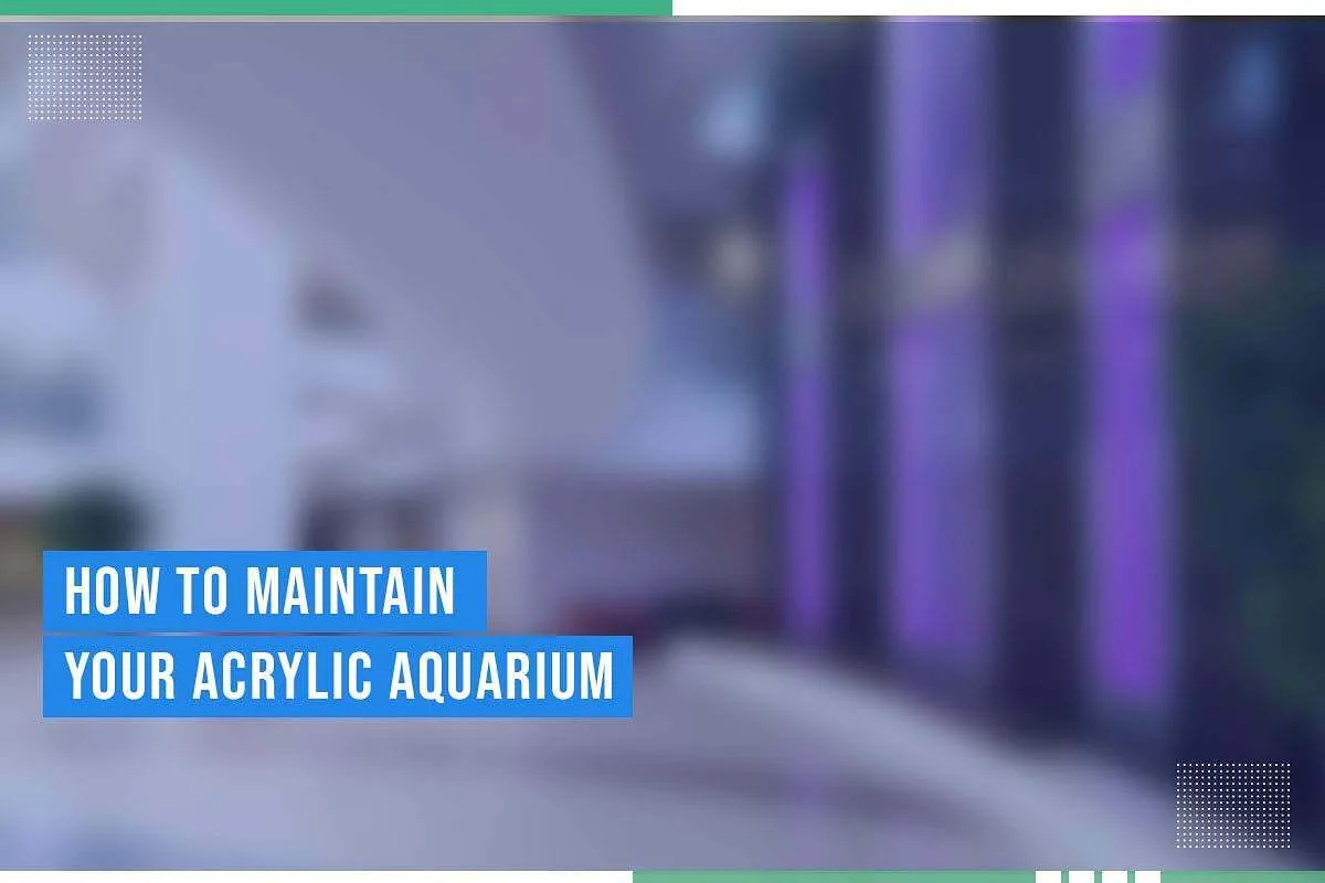 How To Maintain Your Acrylic Aquarium